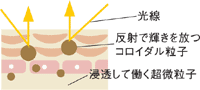 �G�X�e�}�e���A�@�t�F�C�V�������f�R���e�S�[���h�E�P������