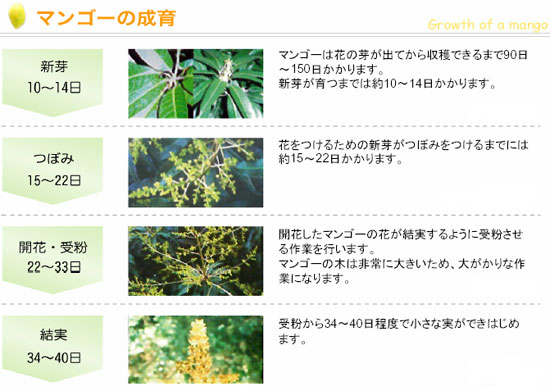 �ɥ饤�ޥ󥴡� �ޥ󥴡�������