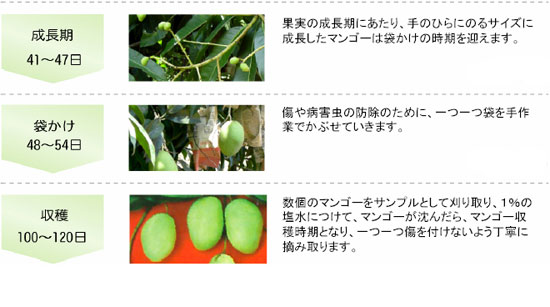 �ɥ饤�ޥ󥴡� �ޥ󥴡�������