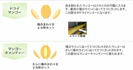 �ɥ饤�ޥ󥴡� �ɥ饤�ޥ󥴡��ؤβù� �ɥ饤�ޥ󥴡����ޥ󥴡������ǥ���