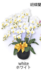 ���̊y���u���G�}�l�H�A���v�Ӓ����T�{��