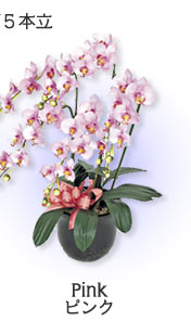 ���̊y���u���G�}�l�H�A���v�Ӓ����T�{��
